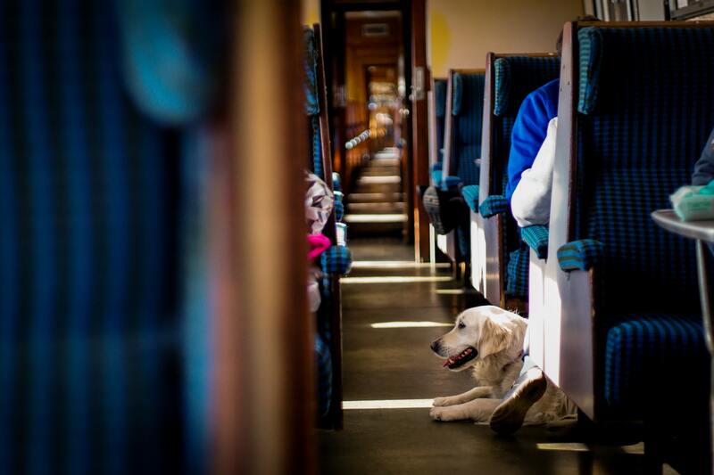 conditions-de-voyage-tarifs-compagnies_chien allonge dans un train - animal train